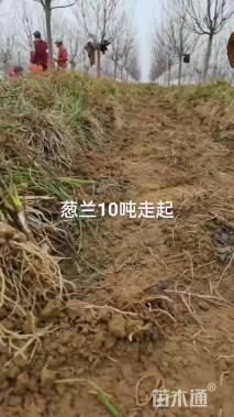 高度10厘米玉龙草