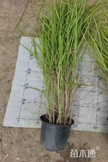 高度20厘米大布尼狼尾草