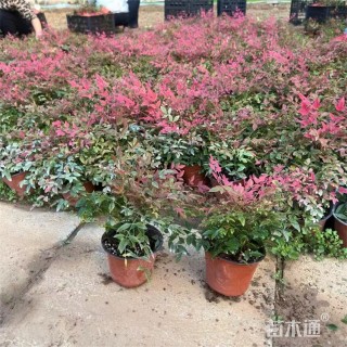 高度20厘米南天竹