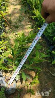 高度30厘米白毛杜鹃