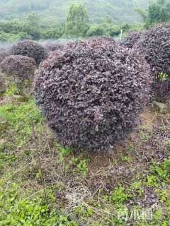 冠幅80厘米红花继木球