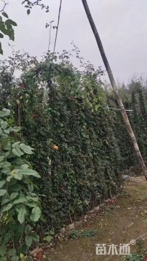 150厘米藤本月季