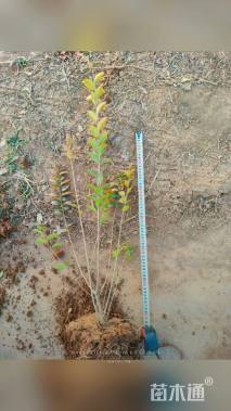 高度50厘米金叶女贞