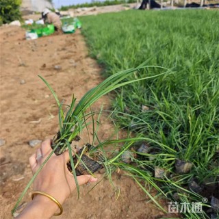 高度25厘米沿阶草