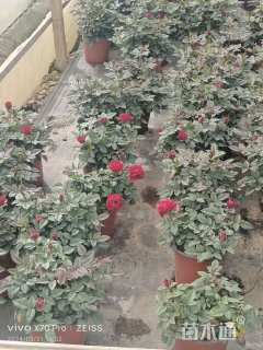 高度30厘米玫瑰