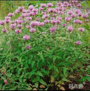 高度15厘米美国薄荷