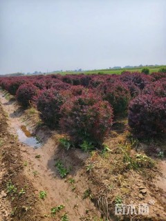 高度100厘米红叶小檗