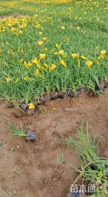 高度20厘米萱草