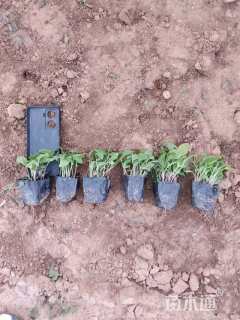 高度10厘米松果菊