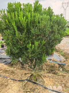 高度15厘米黄杨