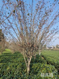 14公分垂丝海棠