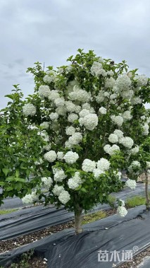 高度300厘米中华木绣球