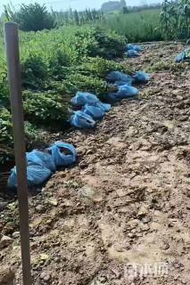 高度100厘米红王子锦带