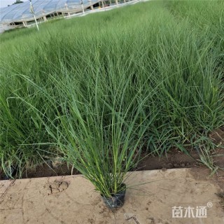 高度25厘米小兔子狼尾草