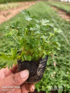 高度5厘米五叶委陵菜