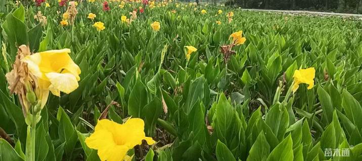 高度100厘米青叶美人蕉