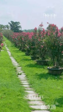 高度160厘米美国紫薇