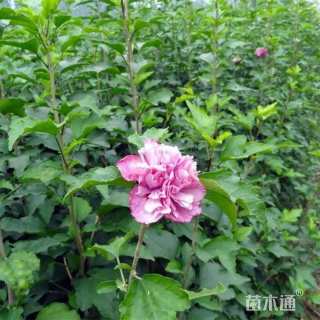 高度120厘米丛生木槿