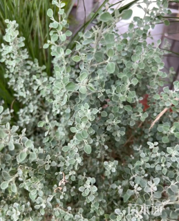 高度20厘米银叶仓鼠