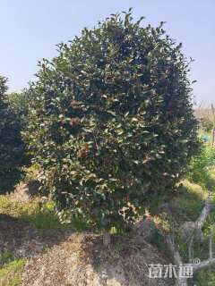 高度180厘米茶梅