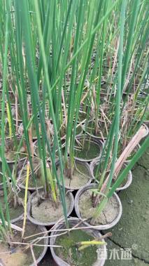 高度45厘米水葱