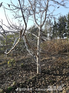 高度1500厘米核桃