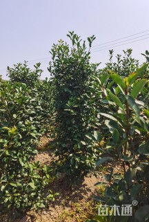 高度180厘米红叶石楠柱