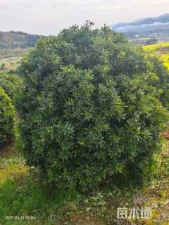 20公分丛生杨梅