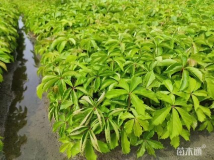 50厘米五叶地锦