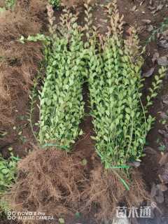 高度80厘米冬青卫矛