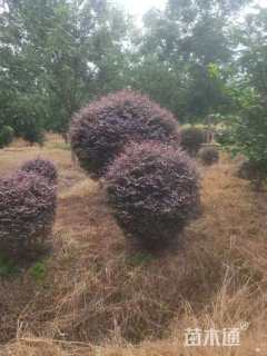 冠幅100厘米红花继木球