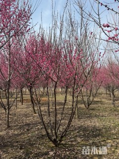 12公分造型红梅