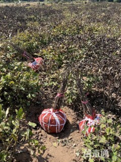 高度20厘米牡丹