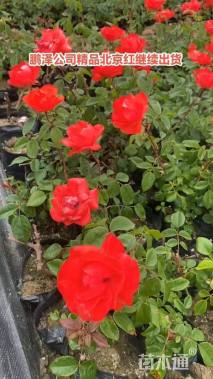 高度50厘米大花月季