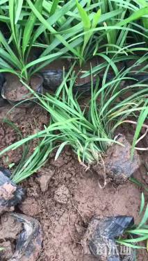 高度15厘米麦冬