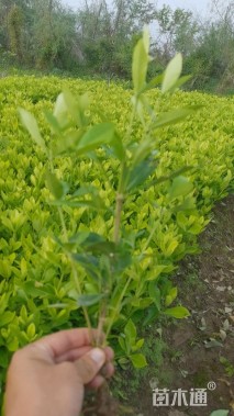 高度30厘米栀子花