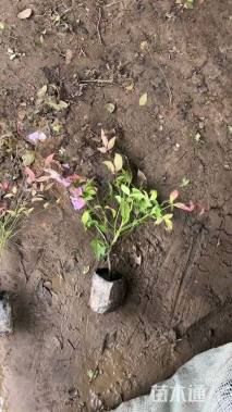 高度30厘米南天竹