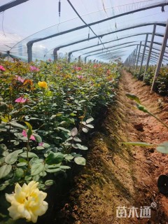 高度30厘米大花月季