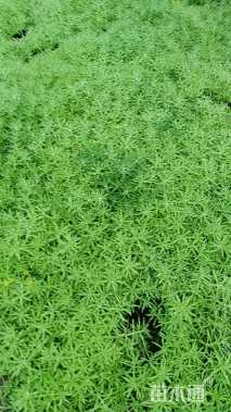 高度20厘米佛甲草