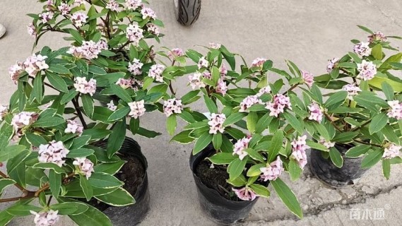 高度36厘米瑞香