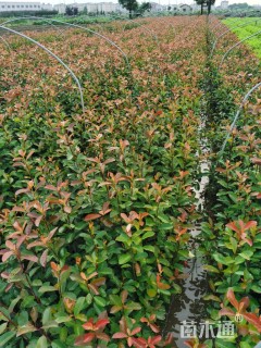 高度35厘米红叶石楠小苗