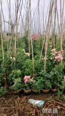 100厘米藤本月季