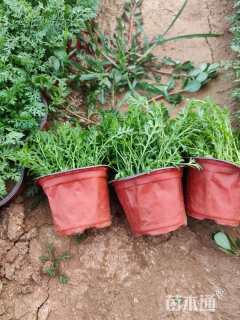 高度15厘米蓍草