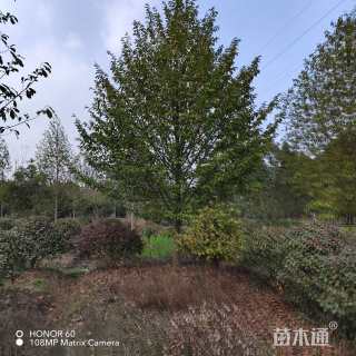 15公分乐昌含笑