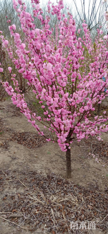 高度350厘米重瓣榆叶梅