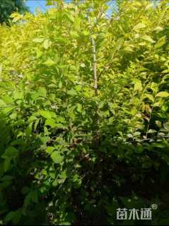 高度40厘米金叶榆小苗