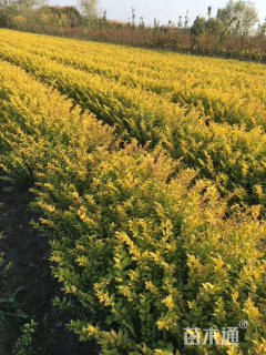 高度40厘米金叶女贞小苗