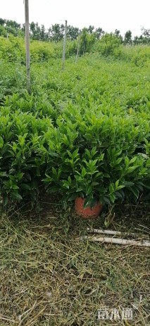 非洲茉莉