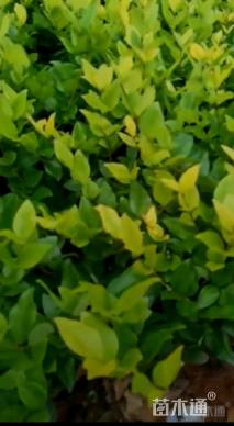 高度35厘米金森女贞小苗