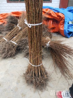 高度40厘米水杉小苗